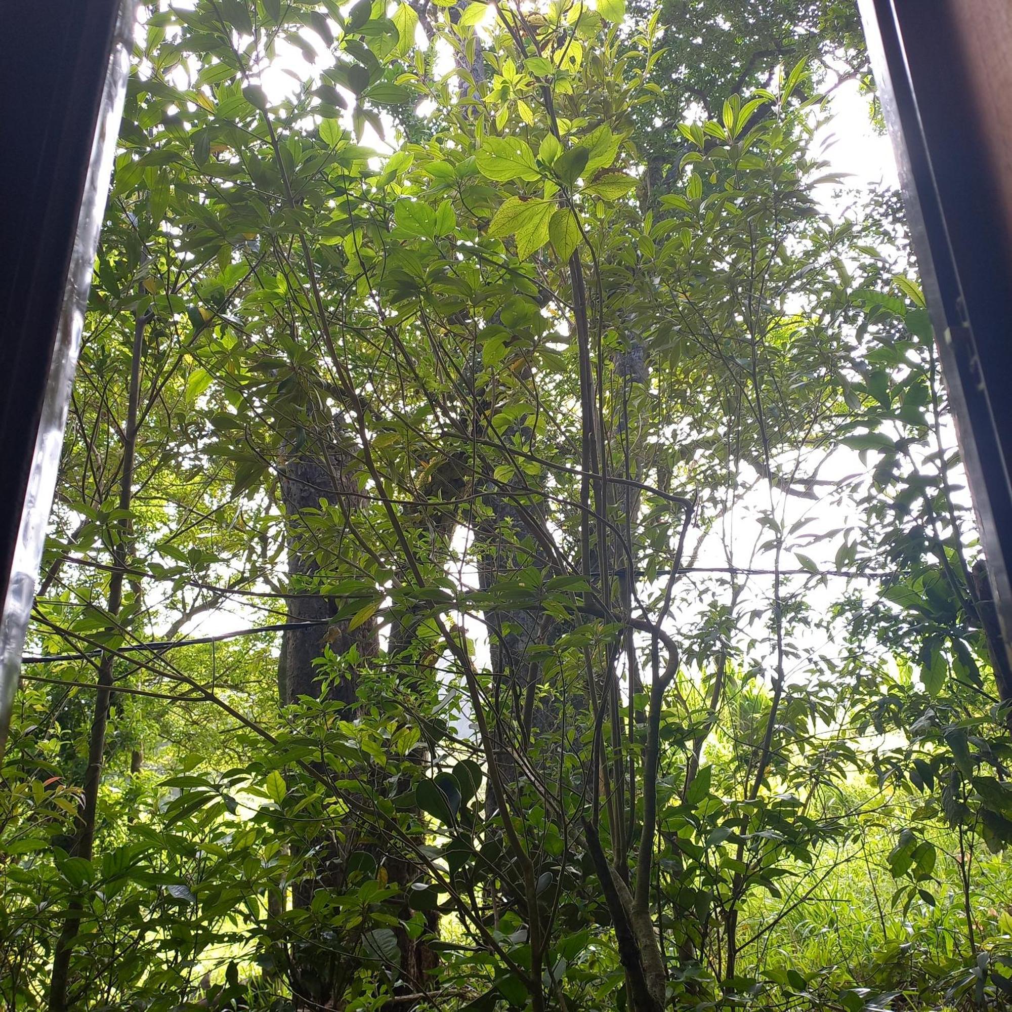 Monteverde Romantic Cottage Room photo